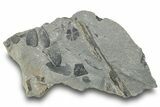 Pennsylvanian Plant Fossil Association - Kentucky #252361-1